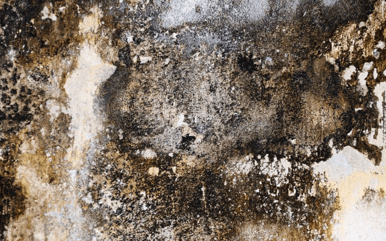 Tenants New Rights To Sue Over Damp & Mould Problems