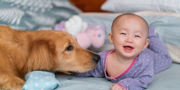 AITA: Sacked Babysitter Over Dog