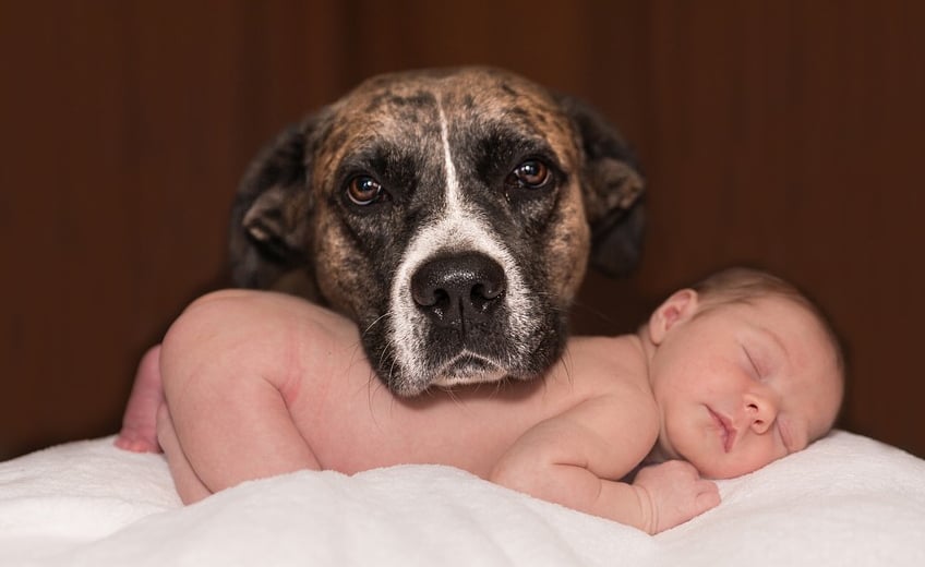 Top Tips For Introducing Baby To Your Dog
