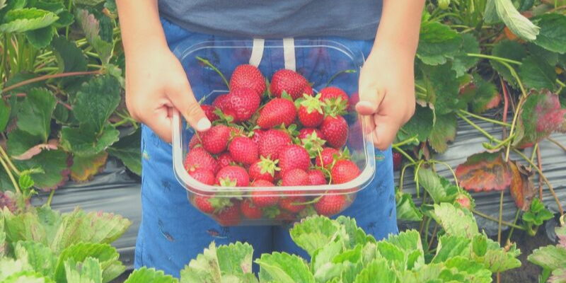 Setting Up a Family Friendly Allotment