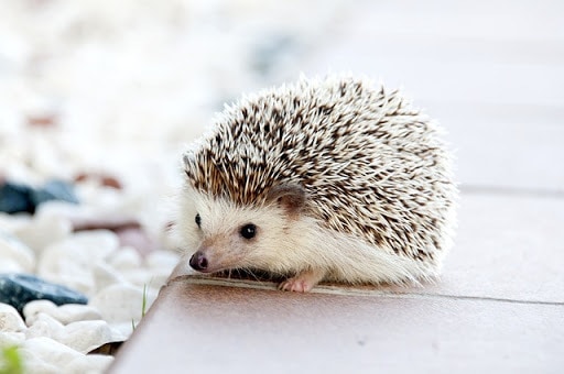 hedgehog.jpg