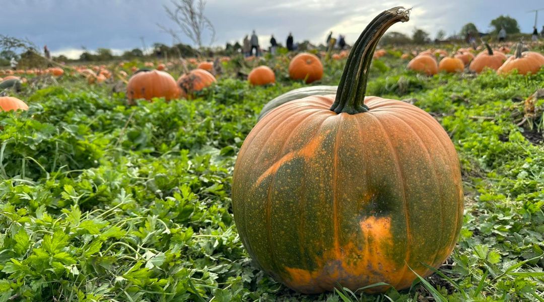 pauls-farm-pumpkins