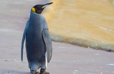 LIVE Penguin CAM at Edinburgh Zoo (and Panda, Tiger, Koala cams)