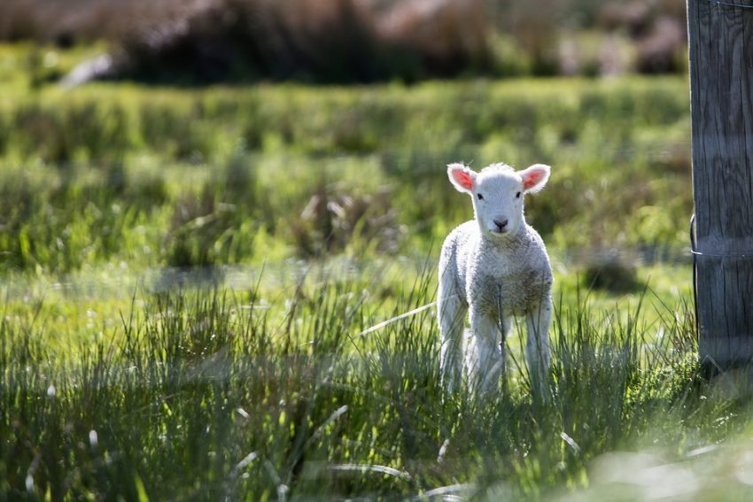 Why You Should Take Care Visiting a Petting Farm or Zoo Whilst Pregnant