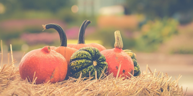 Our Pumpkin Picking Guide