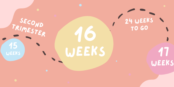 Your Pregnancy - Week 16