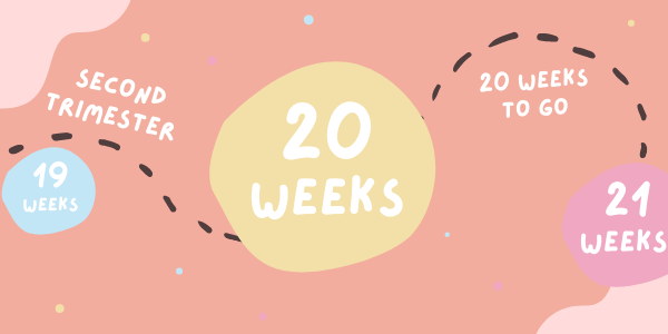 Your Pregnancy - Week 20