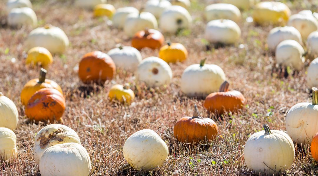 pumpkin-field