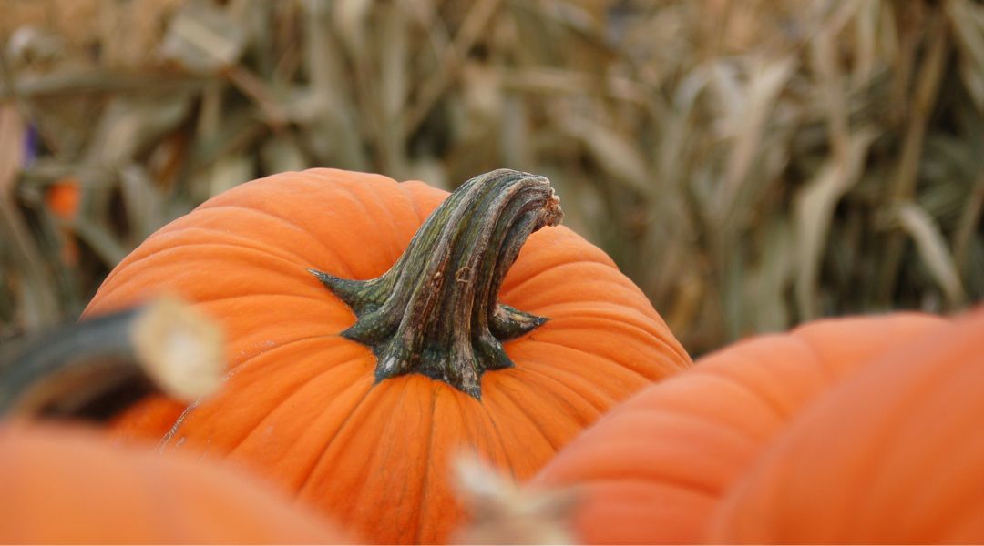 pumpkin-patch-stock-image