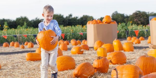 Pumpkin Picking Near You