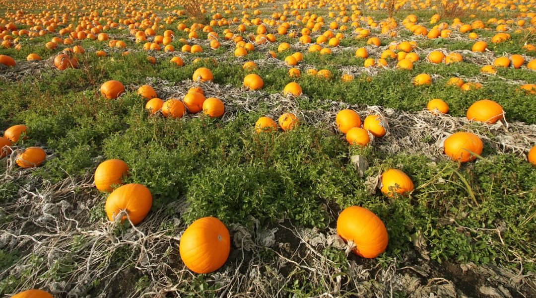 pumpkin-picking-near-you-10
