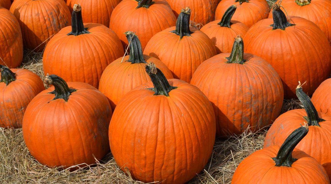 pumpkin-picking-near-you-12