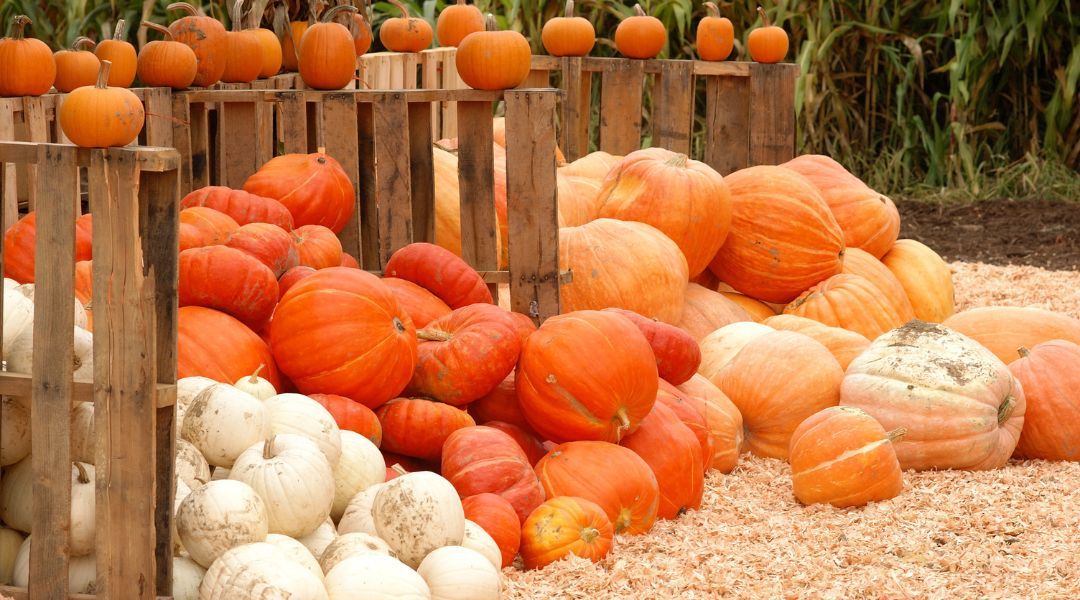 pumpkin-picking-near-you-13