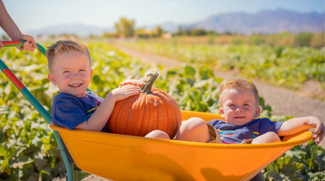 pumpkin-picking-near-you-3