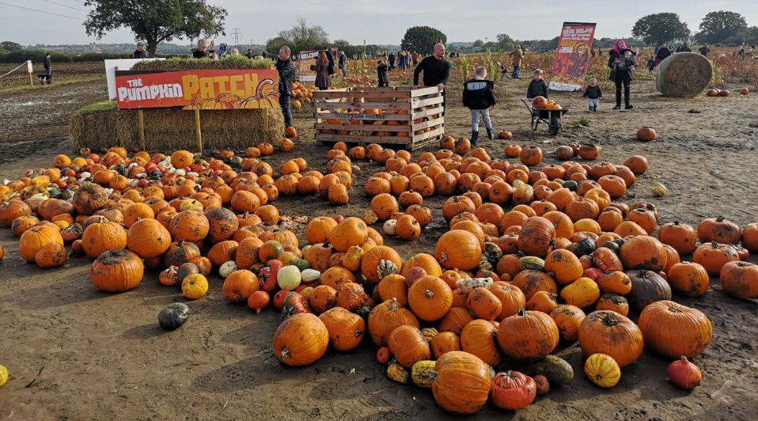 pumpkin-picking-near-you-4