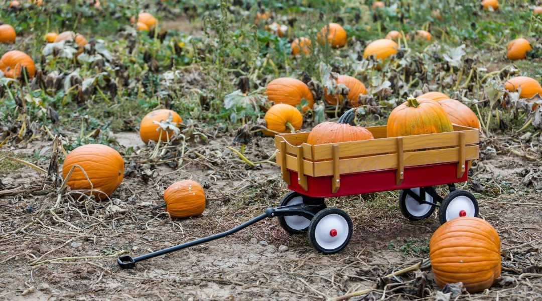 pumpkin-picking-near-you-6