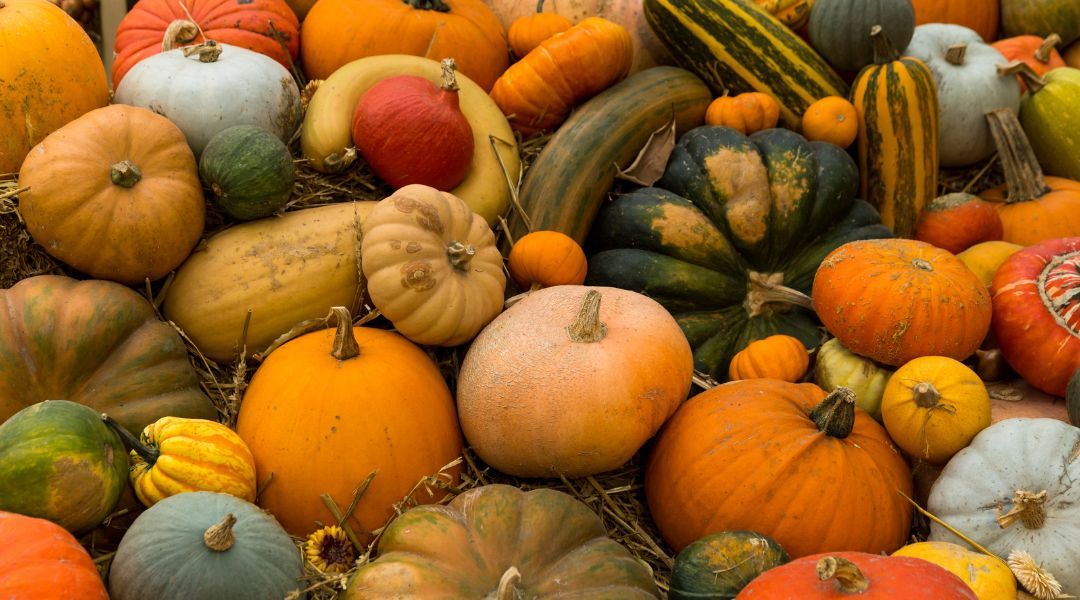 pumpkin-picking-near-you-7