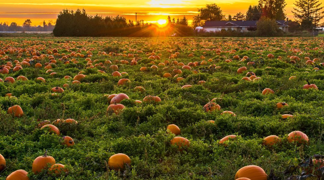 pumpkin-picking-near-you-8