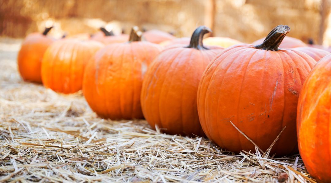 pumpkin-picking-near-you-9