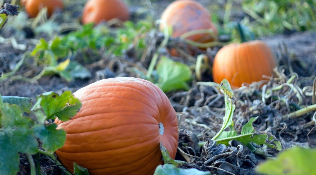 pumpkin-picking-stock-image