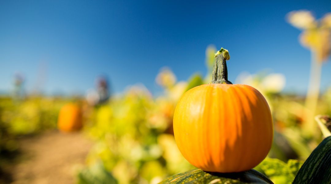 pumpkin-stock-image