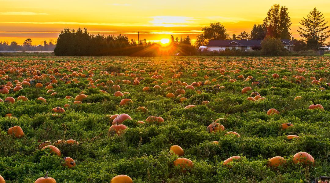 pumpkin-stock