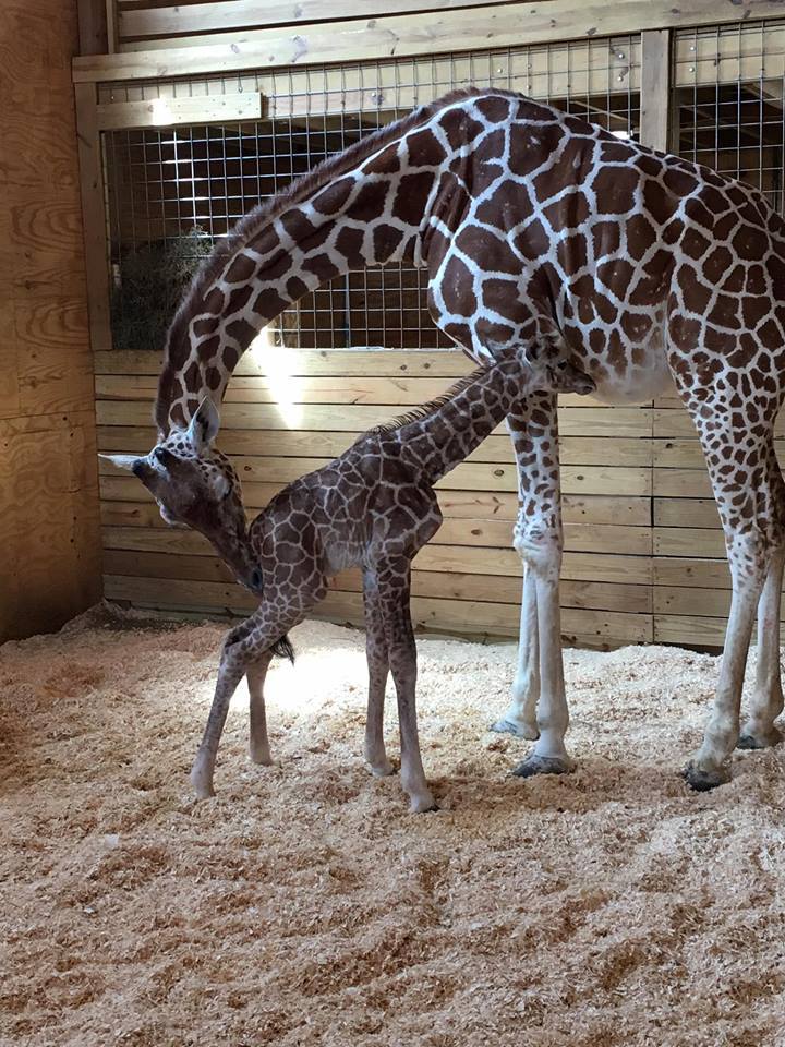 It's A Boy! - April The Giraffe Has Given Birth