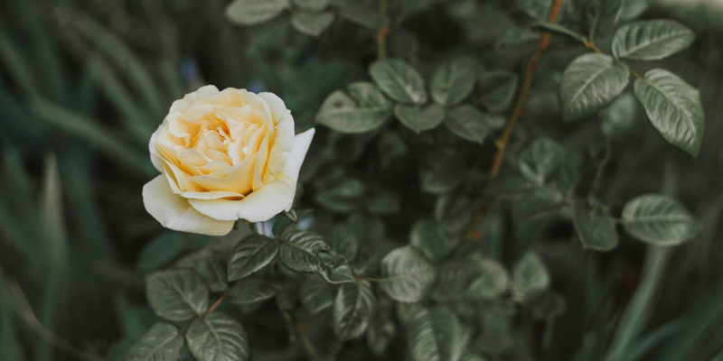whiterose.png