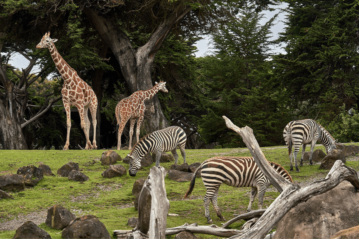 Zoos Look Set To Re-Open Very Soon!